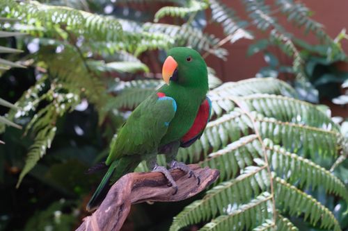 Free A colorful Eclectus parrot perched among vibrant ferns in a tropical setting. Stock Photo