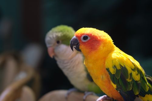 Free Close-up of a vivid Sun Parakeet and Monk Parakeet perched together outdoors. Stock Photo