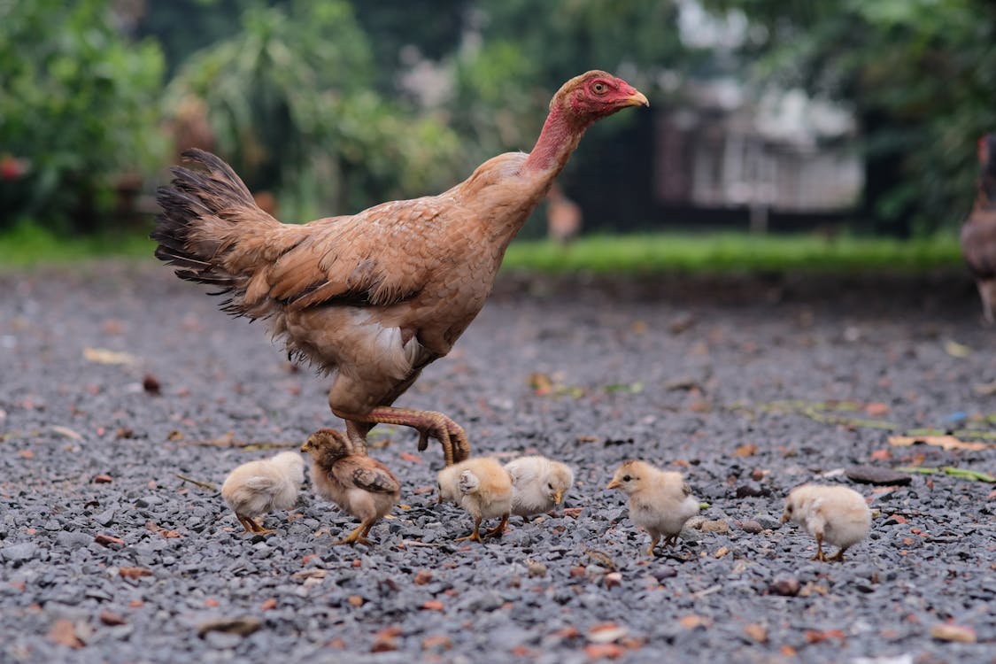 Photo of a Hen with Chicks