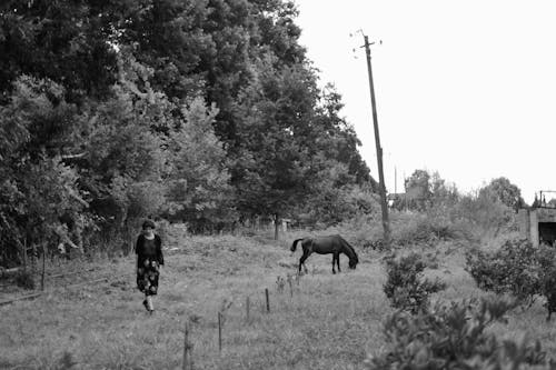 Darmowe zdjęcie z galerii z chodzenie, czarno-biały, drzewa
