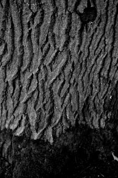 Monochrome image showcasing detailed texture of tree bark in close-up.