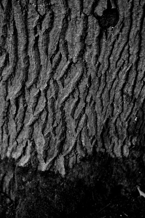 Free Monochrome image showcasing detailed texture of tree bark in close-up. Stock Photo