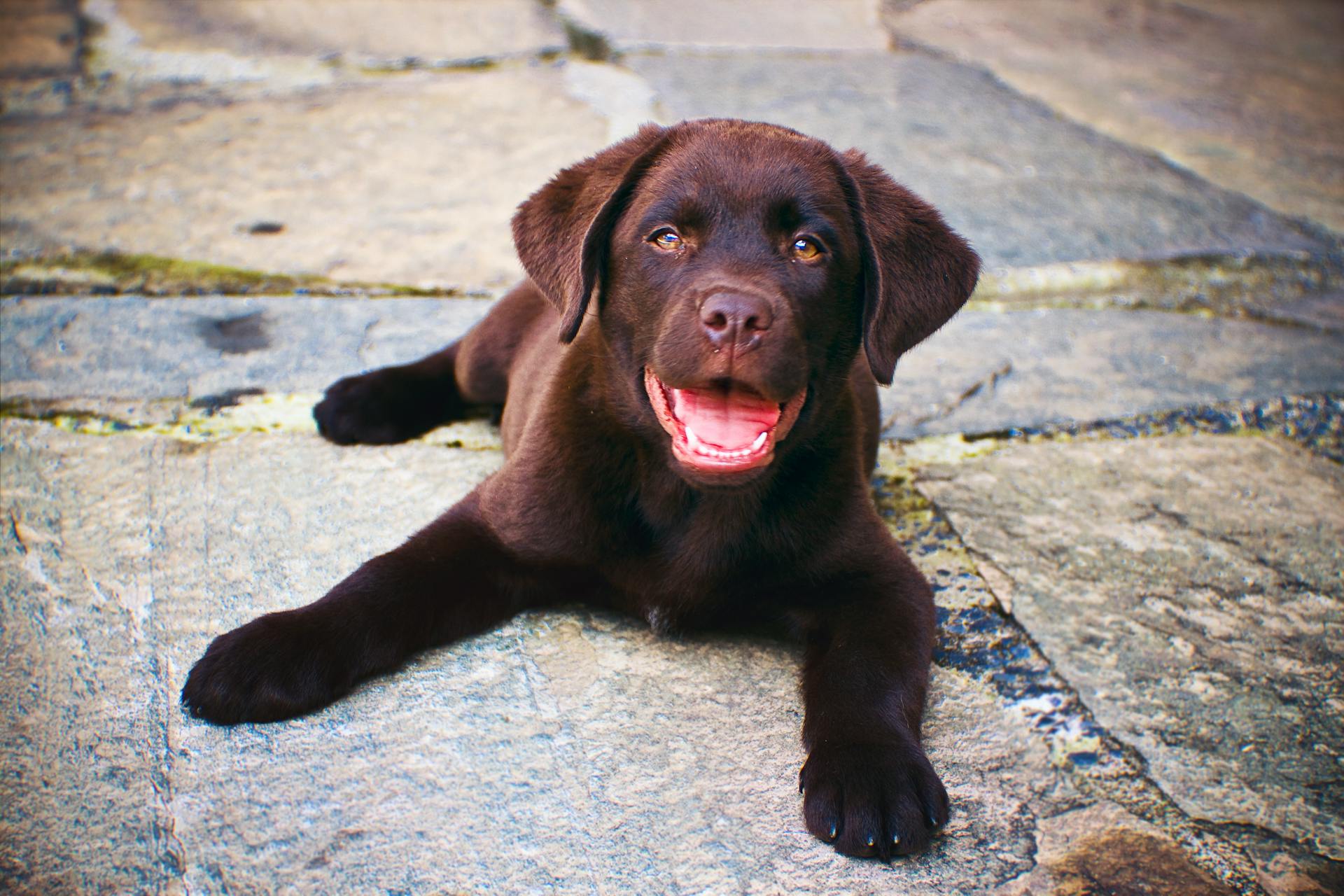 Brown Puppy on Concrete Path