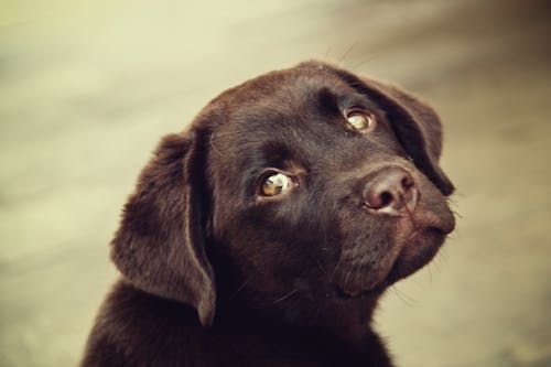 Foto Fokus Dangkal Kepala Anak Anjing Hitam Lapis Pendek