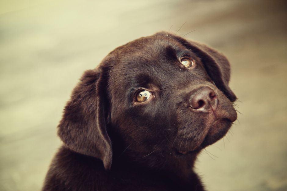 Close-up view of a cute chocolate Labrador Retriever puppy with big, expressive eyes.