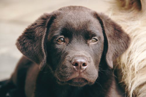 Free Close-up Photo Of Dog Stock Photo