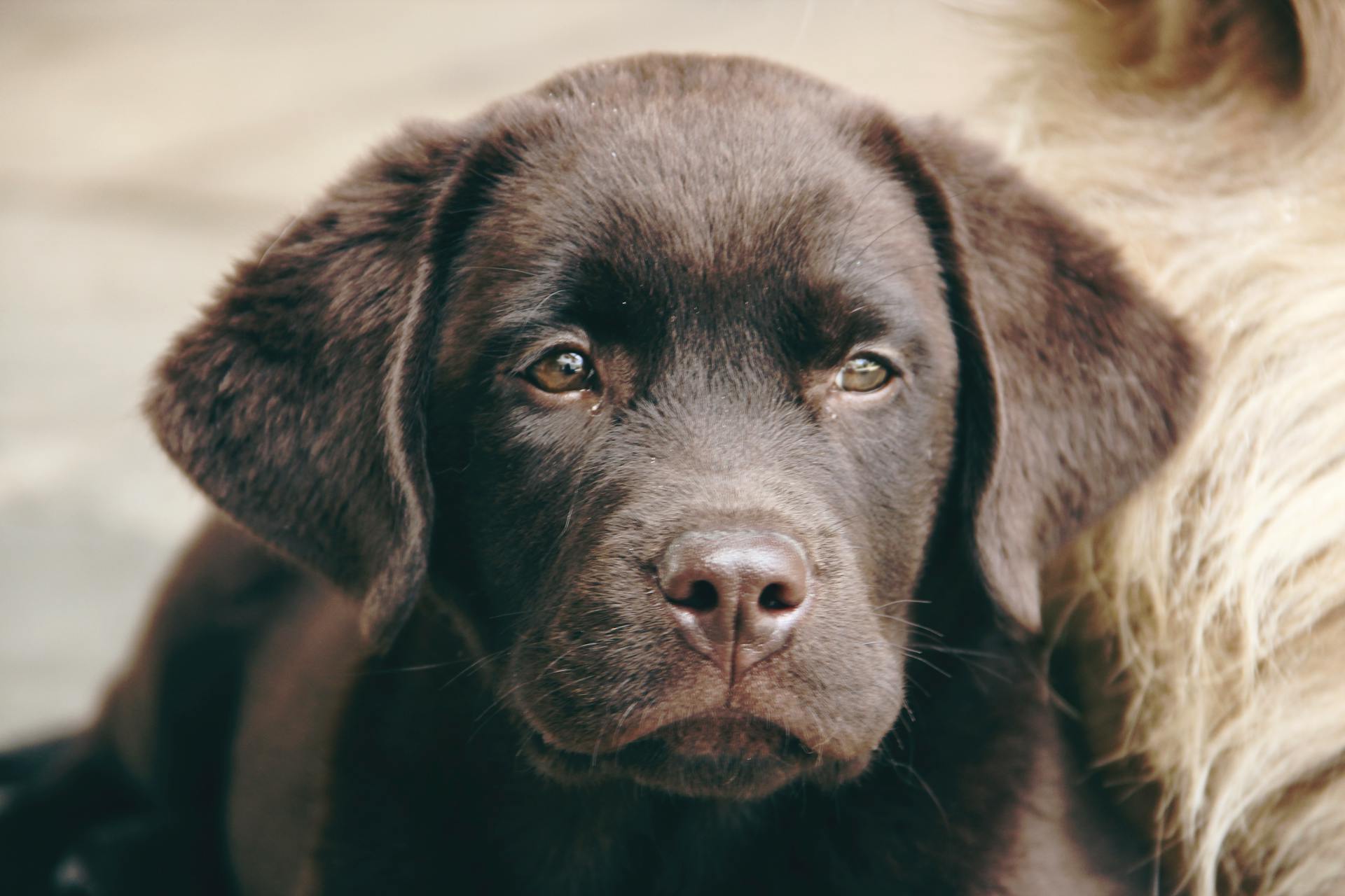 Close-up Photo Of Dog