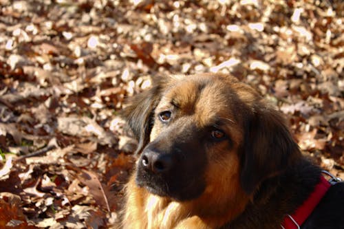 Free stock photo of dog, friend, love