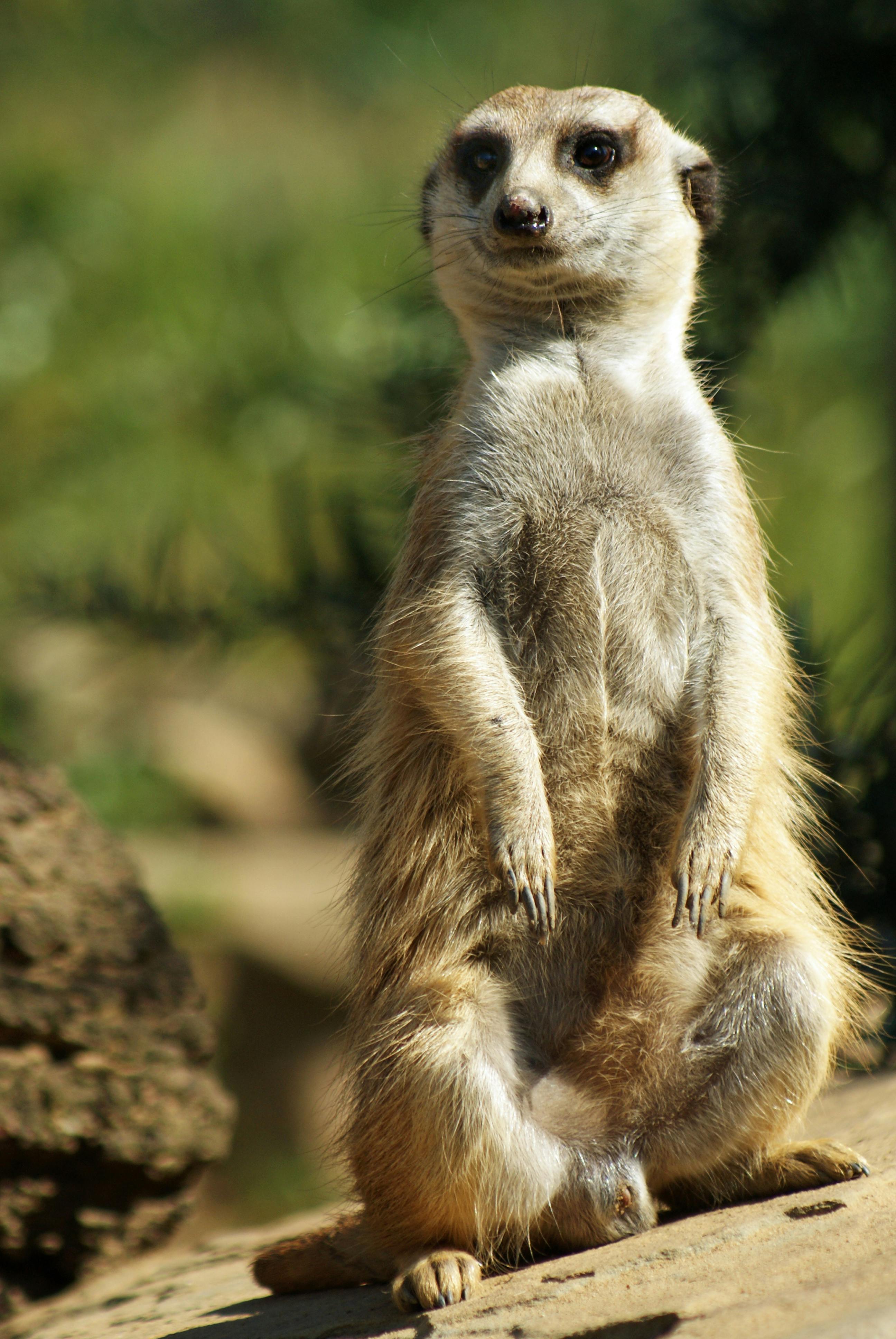 Close-up of a Meerkat