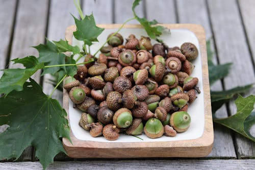 A Bunch of Acorns and Maple Leaves 