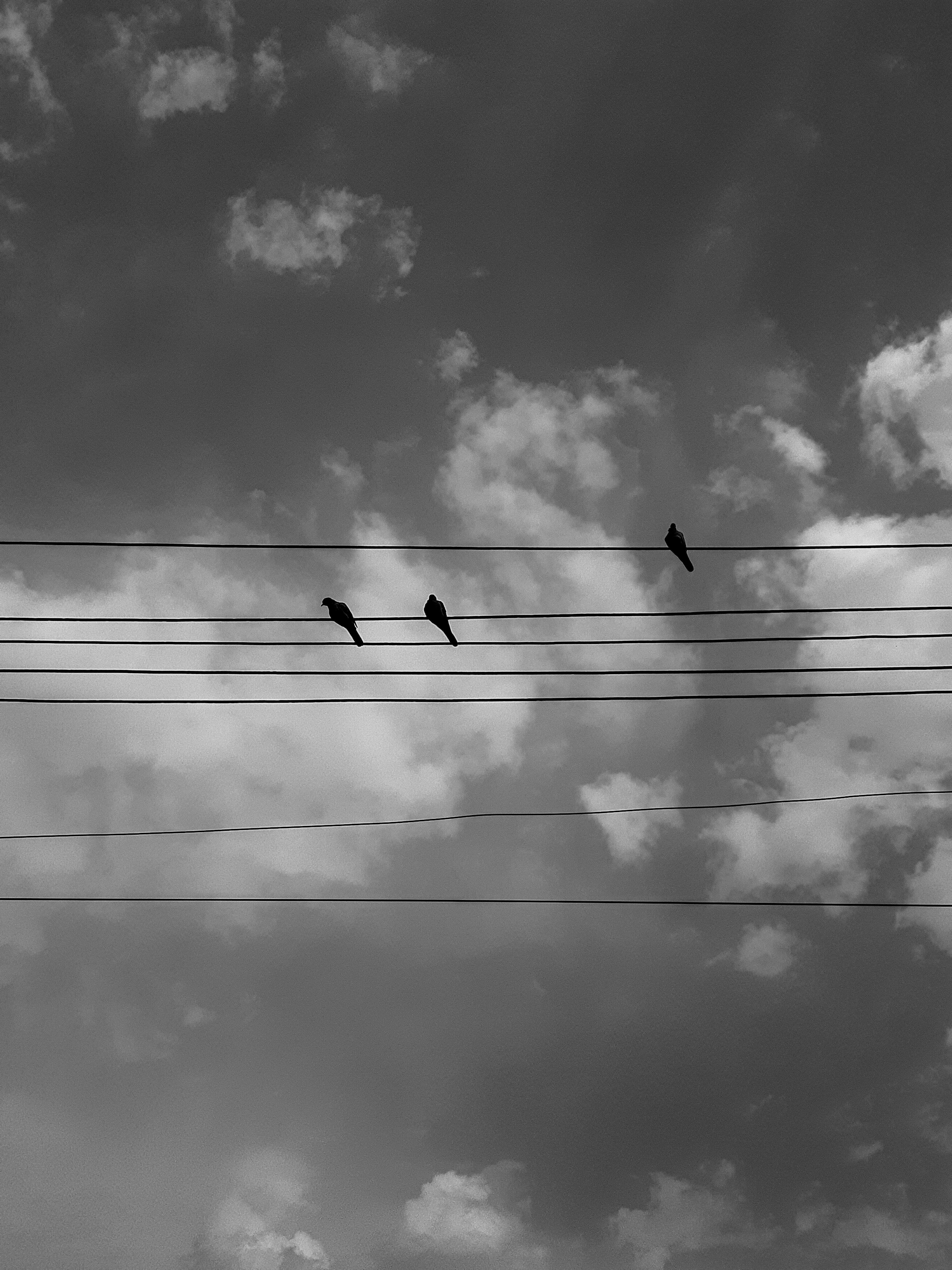 Three birds perched on power lines against a cloudy sky in black and white.