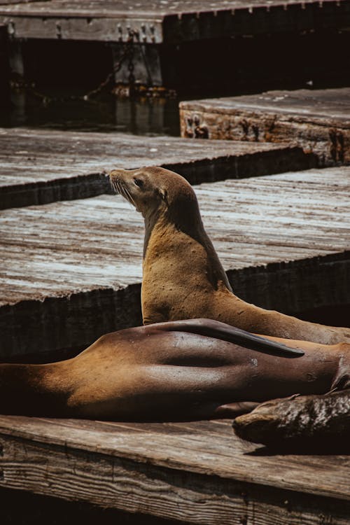 Seals Resting on Wooden Pier