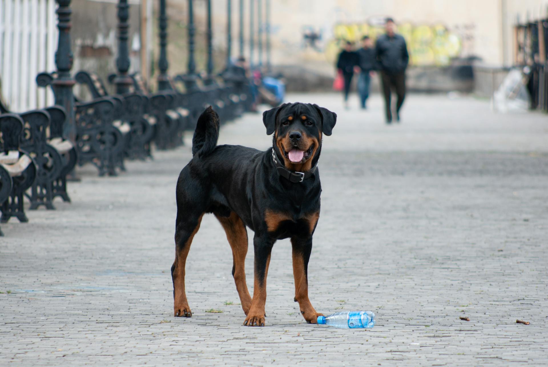 En rottweilerhund på gatan i staden