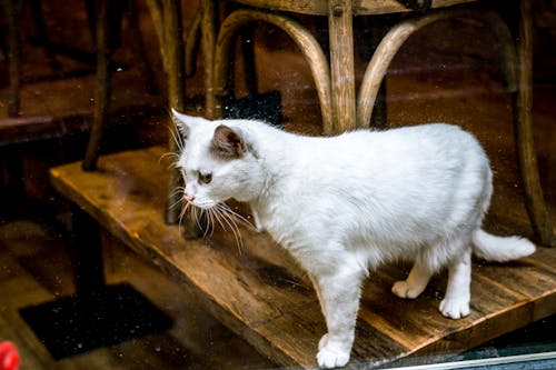 Free stock photo of 35mm, amsterdam, cat