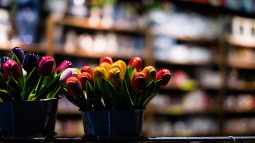 Free stock photo of 35mm, amsterdam, flowers