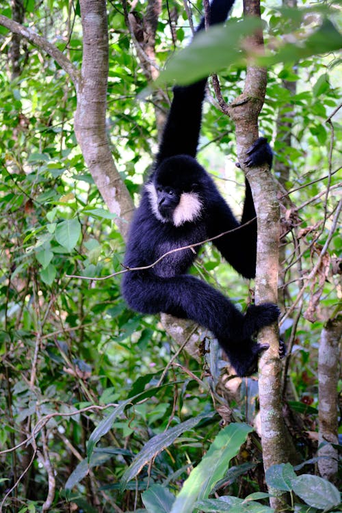 Gratis lagerfoto af gibbon