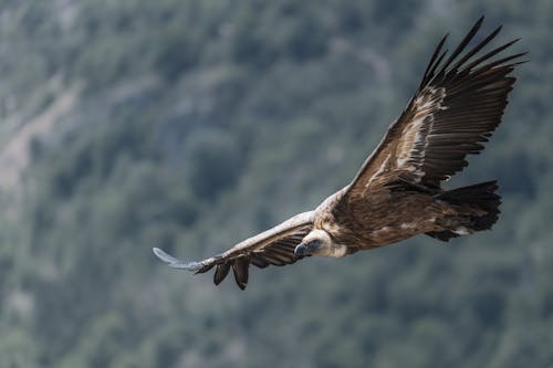 Fotobanka s bezplatnými fotkami na tému fotografie zvierat žijúcich vo voľnej prírode, kondor, lietanie
