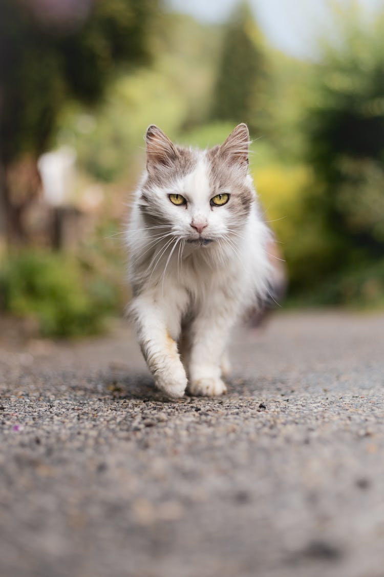 Photo Of A Walking Cat 