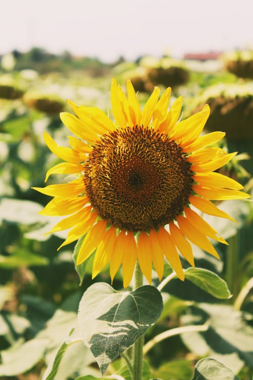 Sunflower on Field