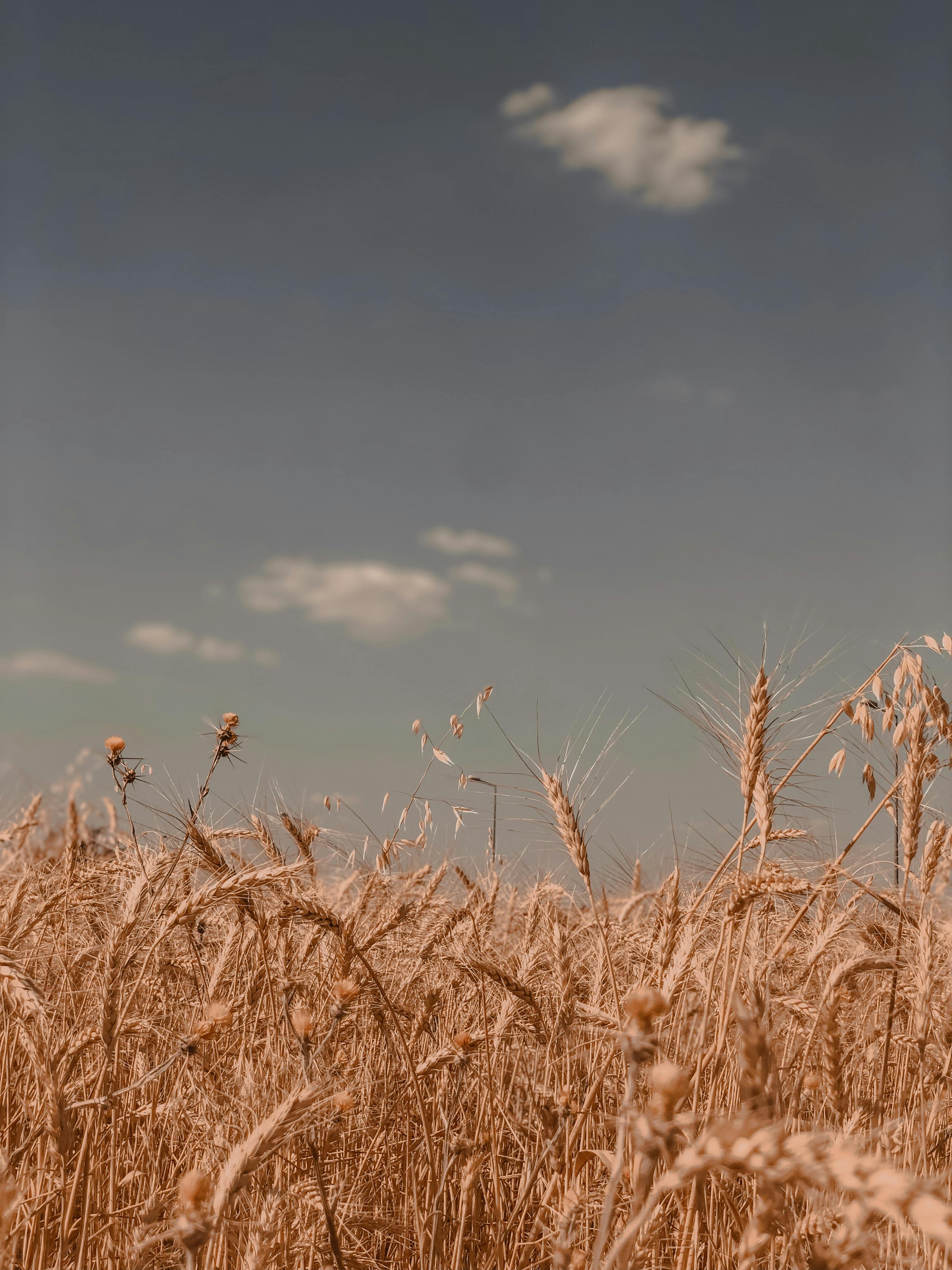 Selective Focus Photography of Brown Barley · Free Stock Photo