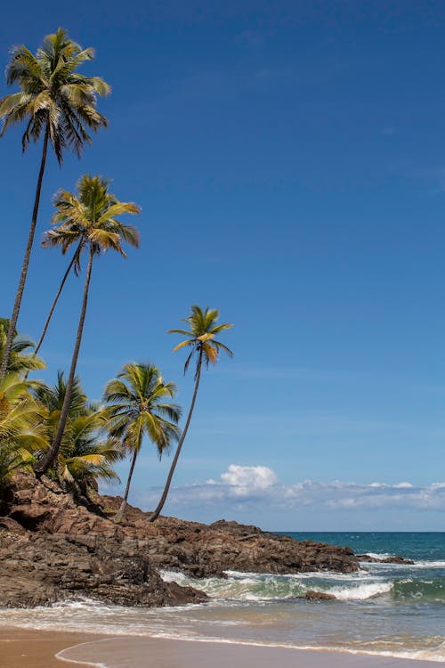 Palm Trees at Exotic Tropical Beach