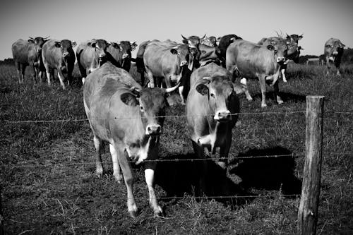 Herd of Cattle Behind a Barbed Wire Fence