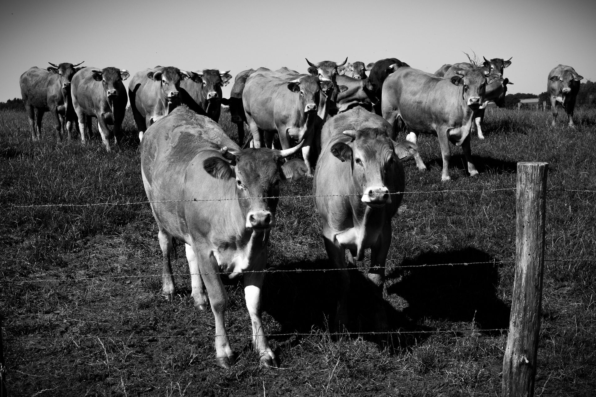 Herd of Cattle Behind a Barbed Wire Fence