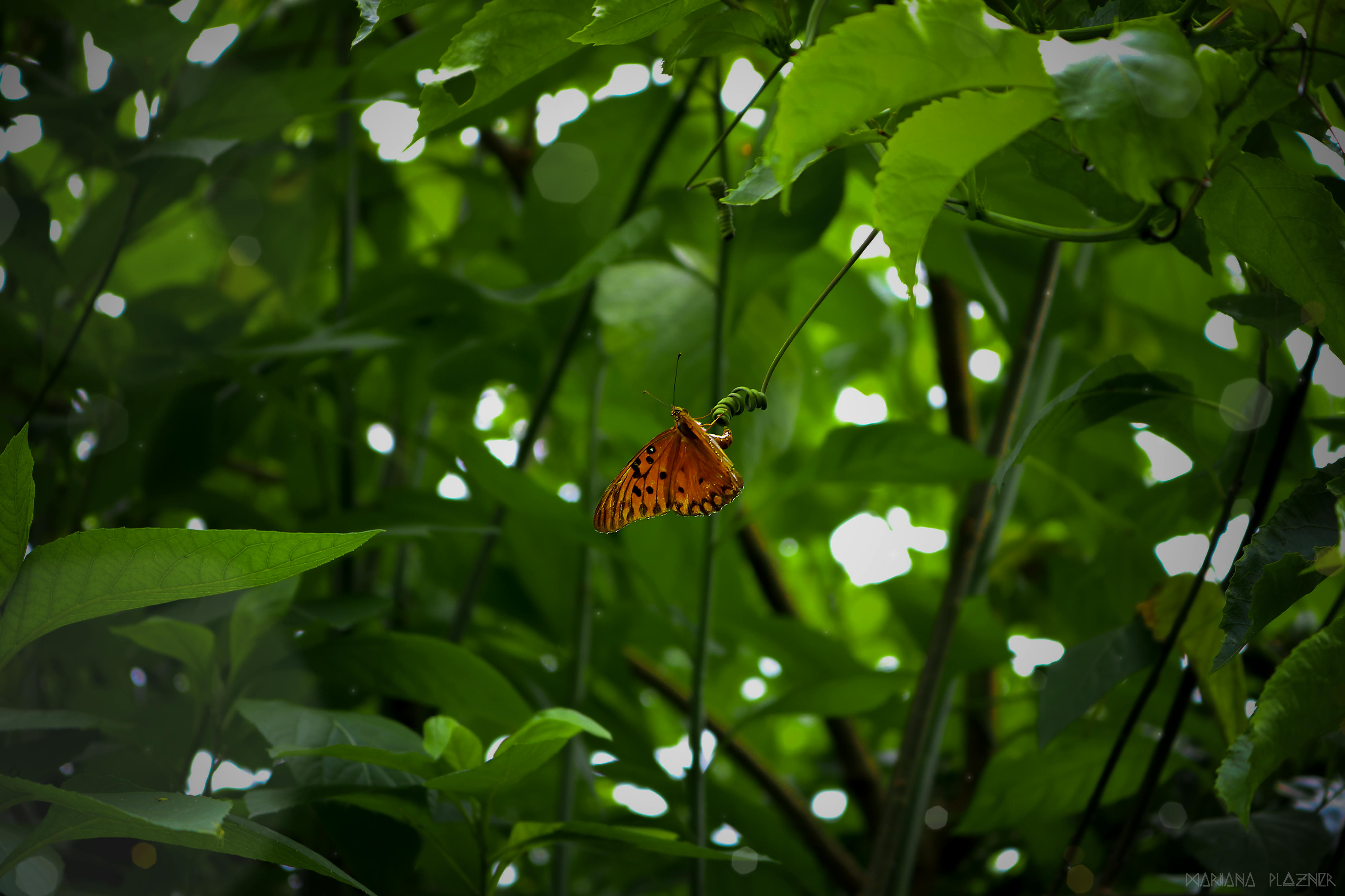 Free stock photo of butterfly, environment