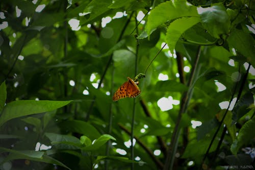 Foto profissional grátis de borboleta, meio ambiente