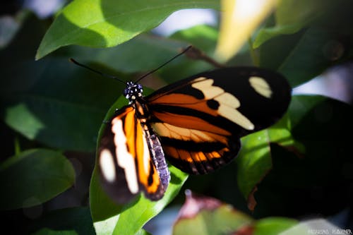 Foto profissional grátis de borboleta, meio ambiente