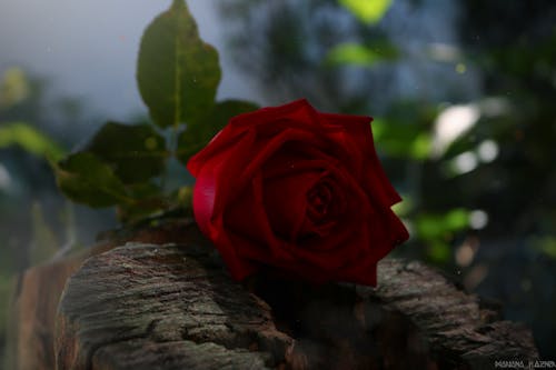 Foto profissional grátis de meio ambiente, Rosa vermelha, rosas