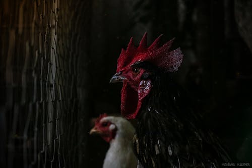 Foto profissional grátis de frango, meio ambiente