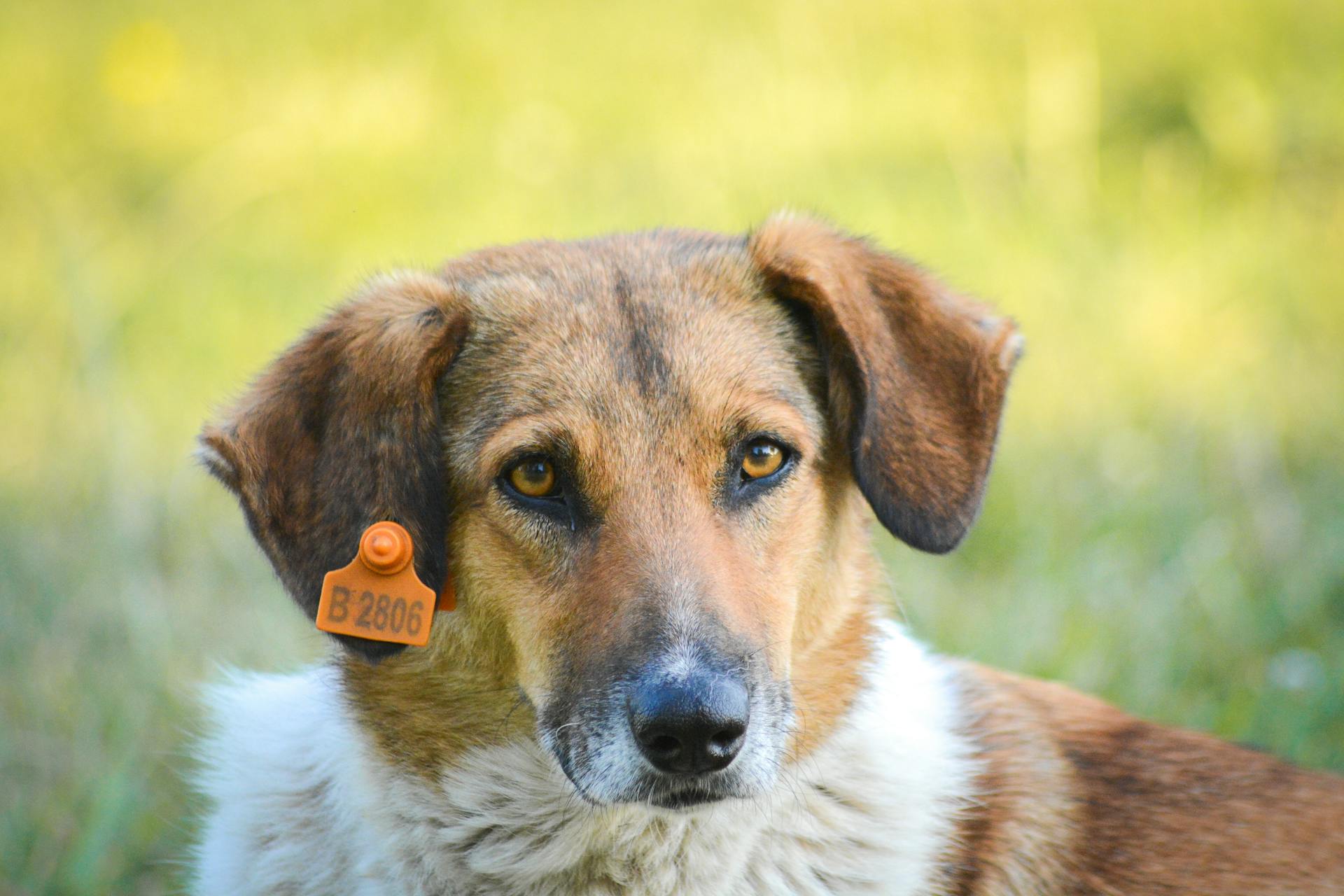 Närbild av en hund med öronmärke