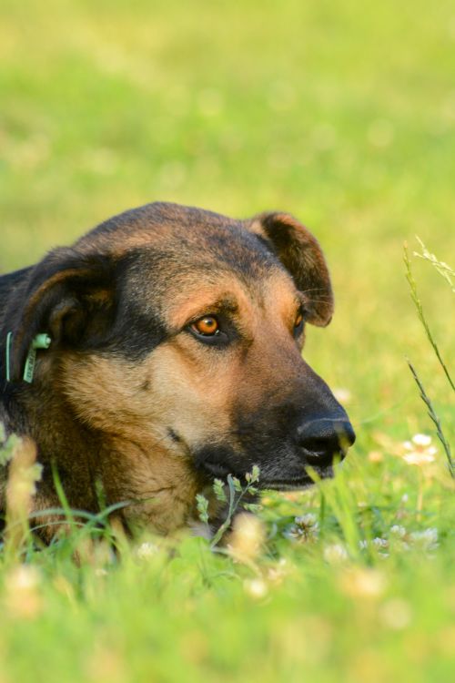 Free Relaxed dog lying in green meadow, embodying calm and tranquility. Stock Photo