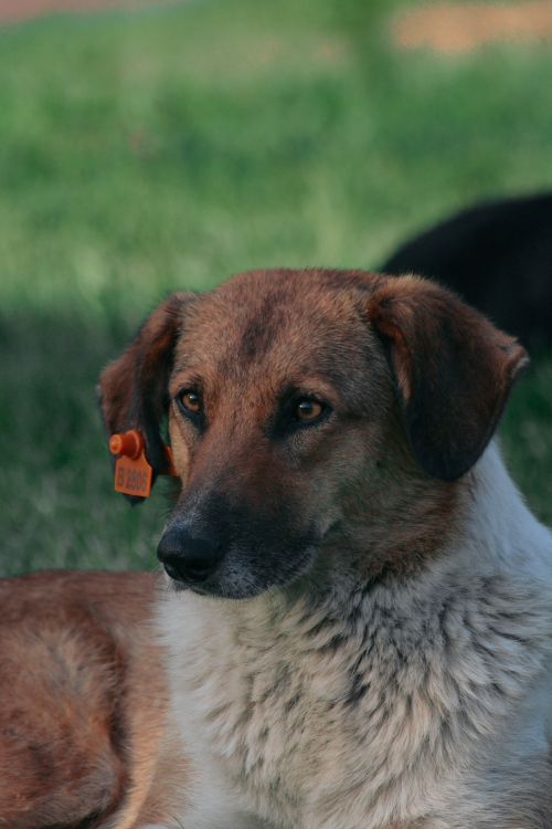 Free A captivating portrait of a stray dog with an orange ear tag, resting on grass in Ankara, Türkiye Stock Photo