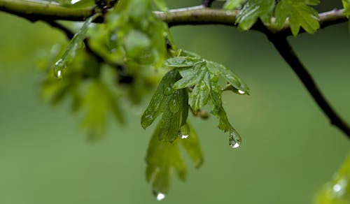 Free stock photo of drops, leaves, mothernature