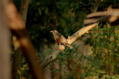 Bird Perching on Branch