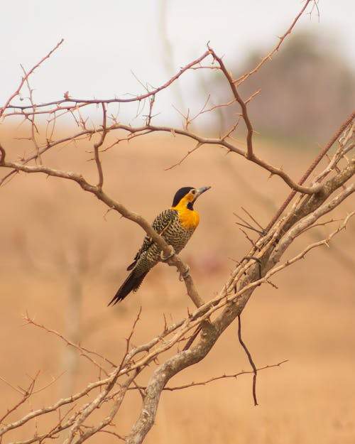 Campo Flicker Bird Perching on a Leafless Branch