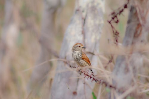 Free stock photo of bird