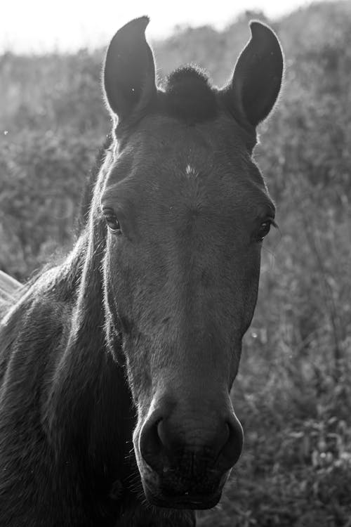 Horse Head in Black and White