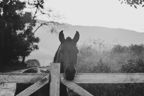 Horse behind Fence in Black and White