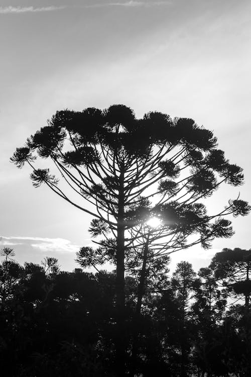 Trees in Black and White