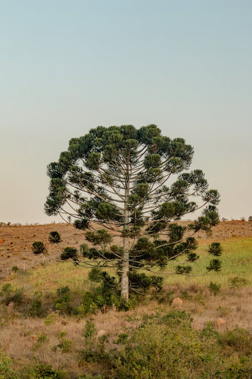 Lone Tree in Rural Scenery