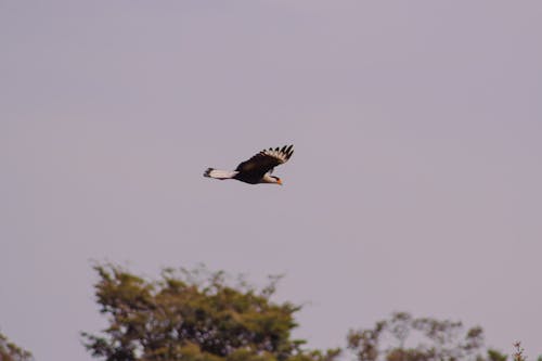 Free stock photo of eagle, falcon, gaviao
