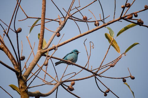 Blue Bird Perching on Tree