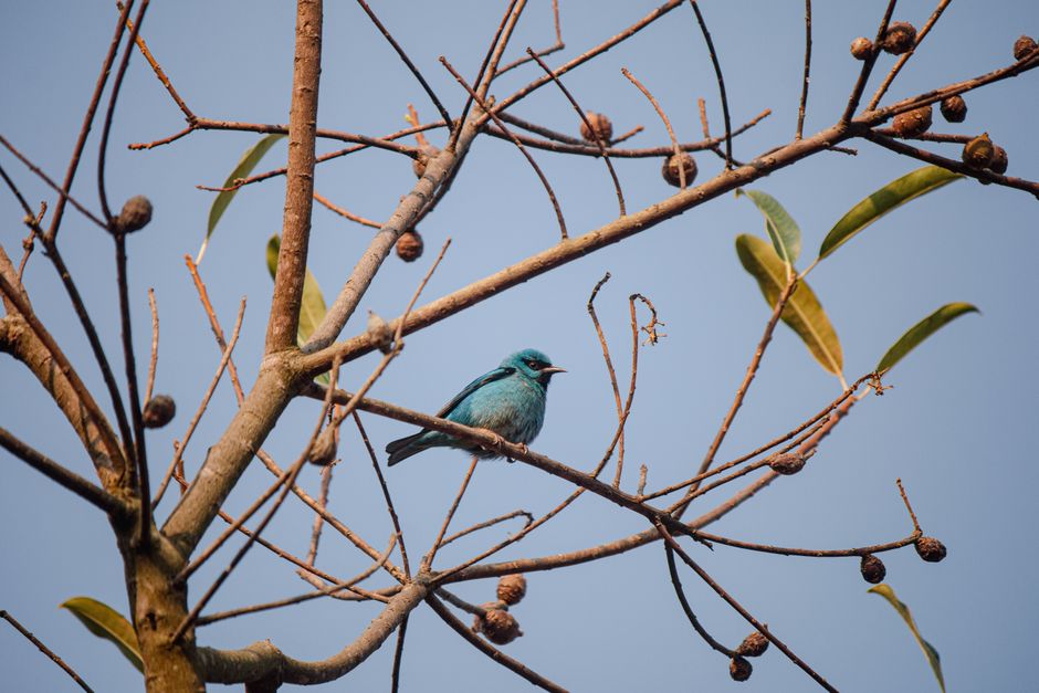 A lively blue bird perched on a leafless tree branch against a clear sky, showcasing nature's beauty.