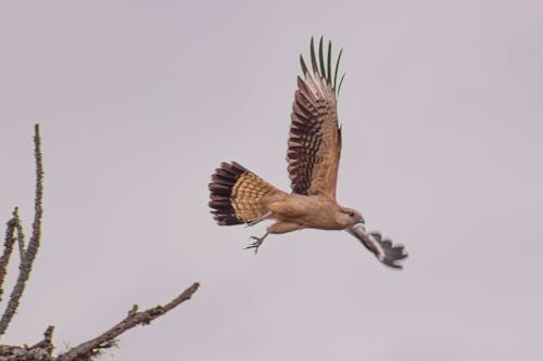 Free stock photo of falcon