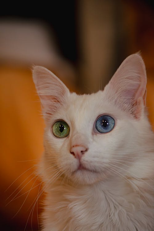 White Cat with Heterochromia