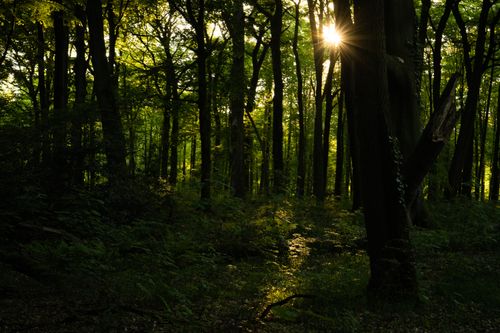 Free A serene view of sunlight filtering through a dense forest in Germany, highlighting tall trees and lush greenery. Stock Photo