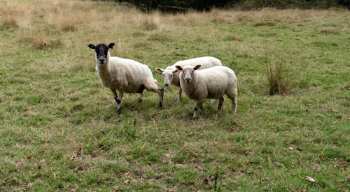 Fotos de stock gratuitas de animales, campo, corderos